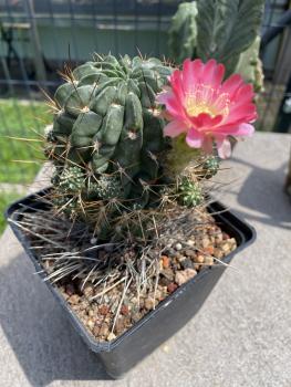 Lobivia wrightiana